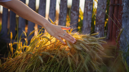 A hand reaching into a field of wheat to pick some, AIの素材
