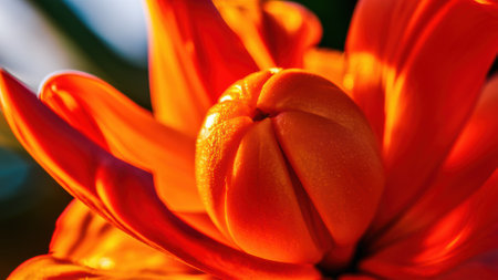 A close up of a flower with the petals open, AIの素材