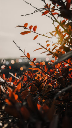 A close up of a bush with leaves and sun in the background, AIの素材