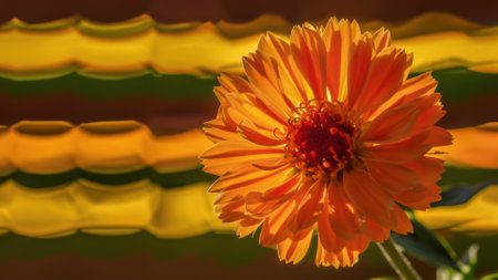 A close up of a single orange flower in front of blurred background, AIの素材