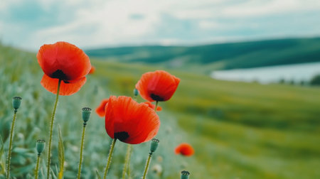 A field of red poppies with a lake in the background, AIの素材
