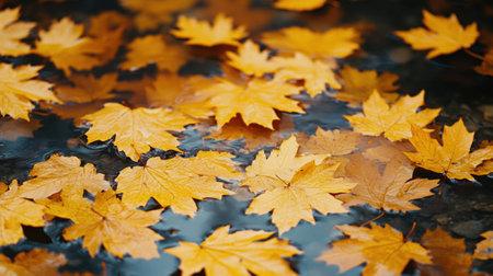 A bunch of yellow leaves are floating in a puddle, AIの素材
