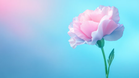 Delicate Pink Flower Against a Soft Blue and Pink Gradient Background, AIの素材