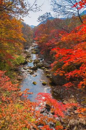 Maple Valley in autumnの写真素材