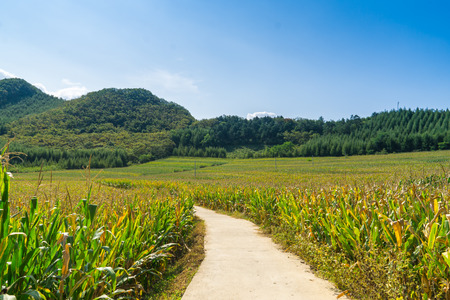 pathway through the corn fieldの写真素材