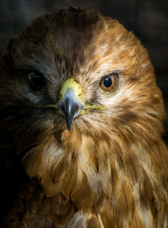 Falcon close upの写真素材