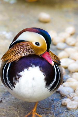 Mandarin Duck close upの写真素材