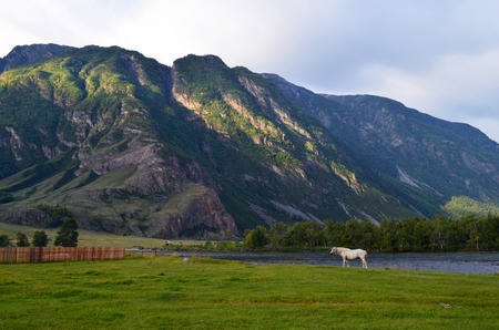 Mountain Altai. The valley of the river Chulchaの写真素材