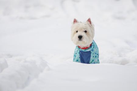 White spitz in winter dress on a snowの写真素材