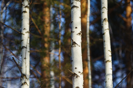 Tree brunches and trunks in forest in early spring, nice weatherの写真素材