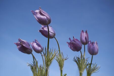 Flowers blossoming in wild nature in Altai mountains