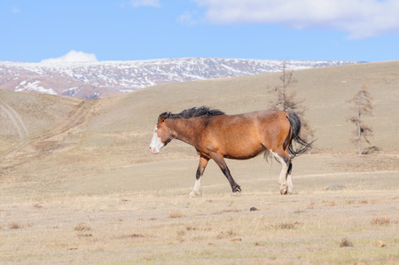 Horses striding in Altai steppe in early springの写真素材