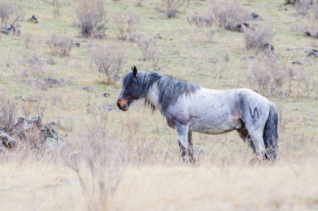 Horses breeding in Altai steppe in the early morningの写真素材