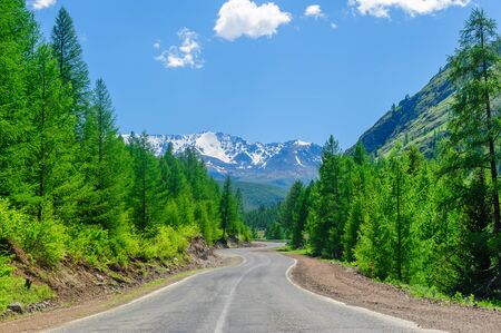 Road passing among high pinetrees in Altai in summerの写真素材