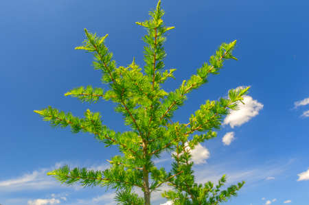 Small larch in highland meadow in Altai mountains in summerの写真素材