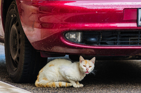 Street views and places of interest in Verona and Soave in summerの写真素材