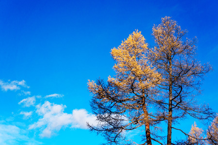 Yellow larch with blue sky in the background in autumnの写真素材