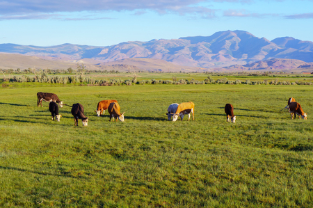 Cows and calves grazing in a meadow in sunrise lightの写真素材