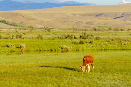 Cows and calves grazing in a meadow in sunrise lightの写真素材