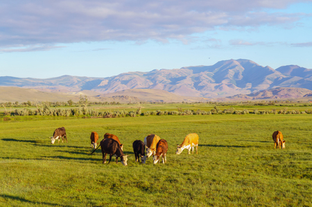Cows and calves grazing in a meadow in sunrise lightの写真素材
