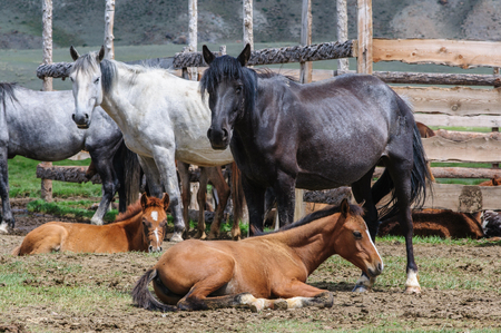 A small herd of horses in corral in Altai rural regionの写真素材