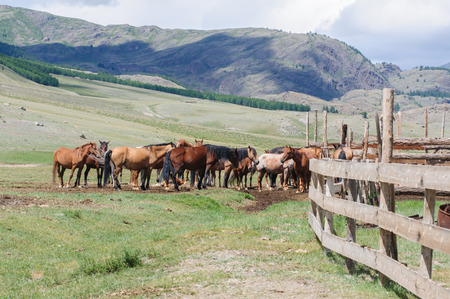 A small herd of horses in corral in Altai rural regionの写真素材