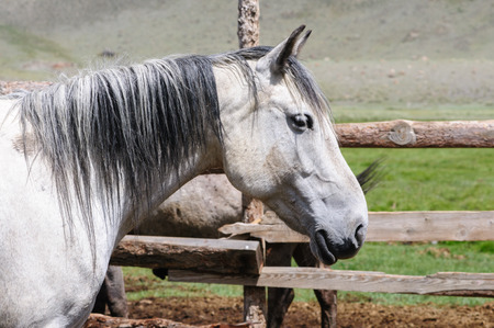 A small herd of horses in corral in Altai rural regionの写真素材