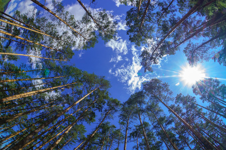Fisheye view of dense pine tree forest looking upの写真素材
