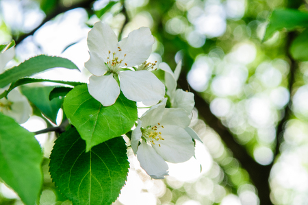 Apple tree in full blossom with white and pink flowers in Juneの写真素材