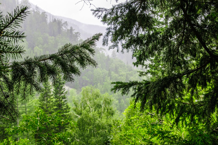 Scenics of wild forest - taiga - in Siberiaの写真素材