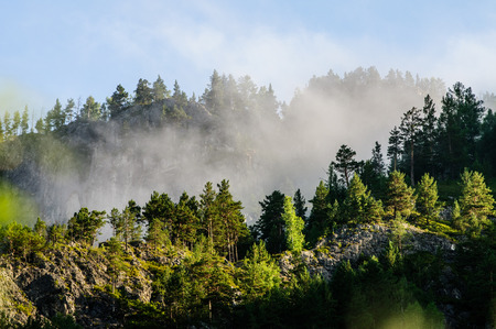 Scenics of wild forest - taiga - in Siberiaの写真素材