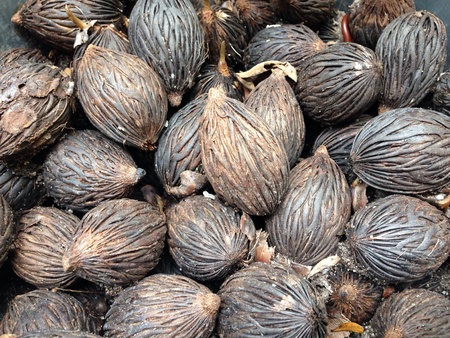 Dried saw palmettoの素材