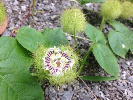 Blooming passiflora foetida l. close up viewの素材