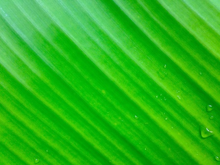 Texture of banana leafの素材