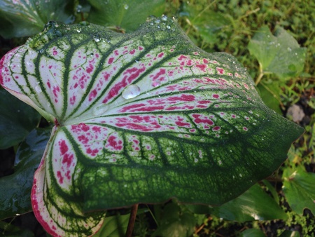 Dew drops on caladium leafの素材