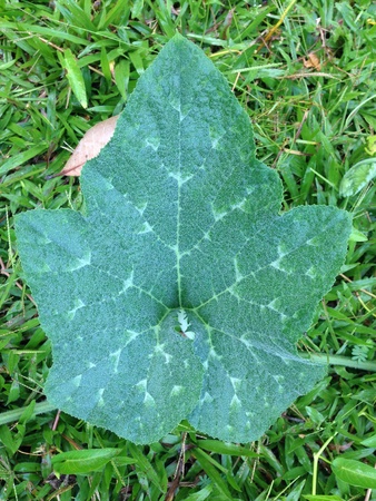Natural drops of water on pumpkin leaf at morningの素材