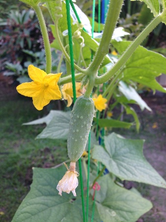 Baby cucumber on treeの素材