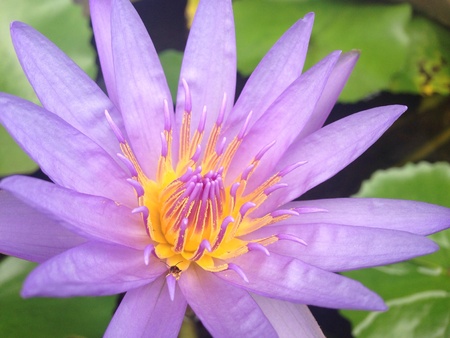 Water lily in the pondの素材