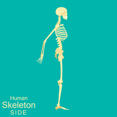 Skeleton human anatomy side. Medical illustration. Vector illustrationのイラスト素材