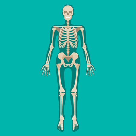 Skeleton human anatomy. Medical illustration. Vector illustrationのイラスト素材