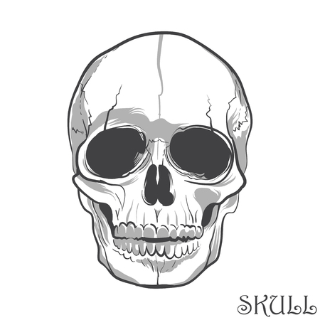 Black and white human skull. Vector illustrationのイラスト素材