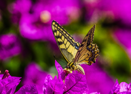 Butterfly feeding on a tree in Croatiaの写真素材