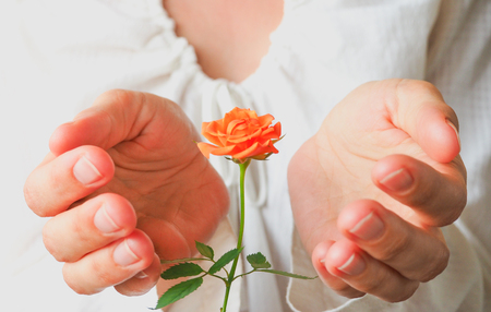 A little rose in a woman's hands.の写真素材