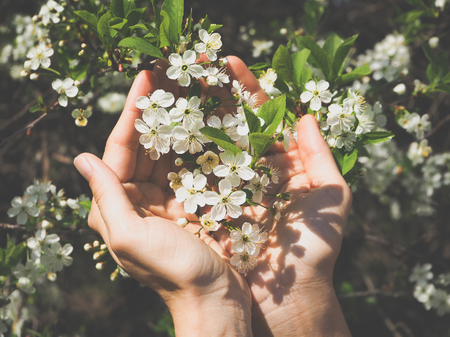 Sakura flowers in hands. Spring the cherry blossoms