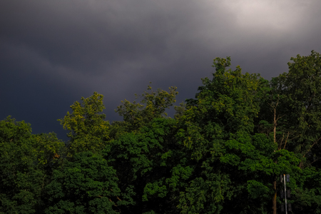 Dark storm sky with tree crowns.の写真素材