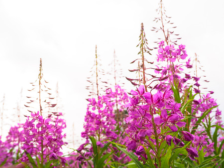 Ivan-tea, kiprei, epilobium, herbal tea on the field, close-up.の写真素材
