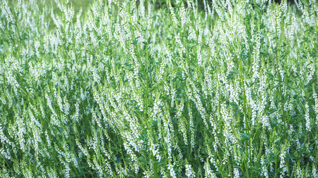 Meadow grass, summer grasses. Abstract natural backgroundの写真素材