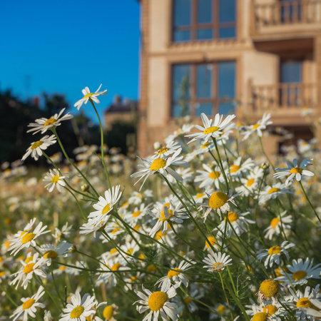 Blooming daisies on the background of the Villa. Rural propertiesの写真素材