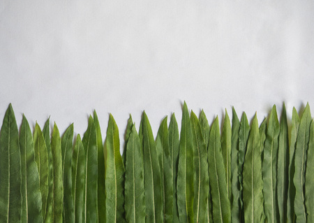 Ivan tea leaves on white background with copy space.の写真素材