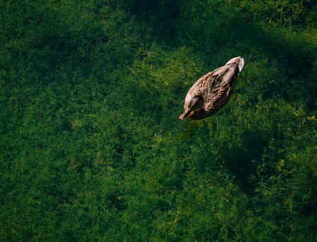 The duck floats in clear water on the background of green algaeの写真素材